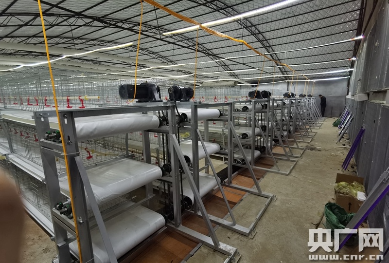 白羽鸡苗价格大幅上涨近7成部分养殖户空棚弃养等风来