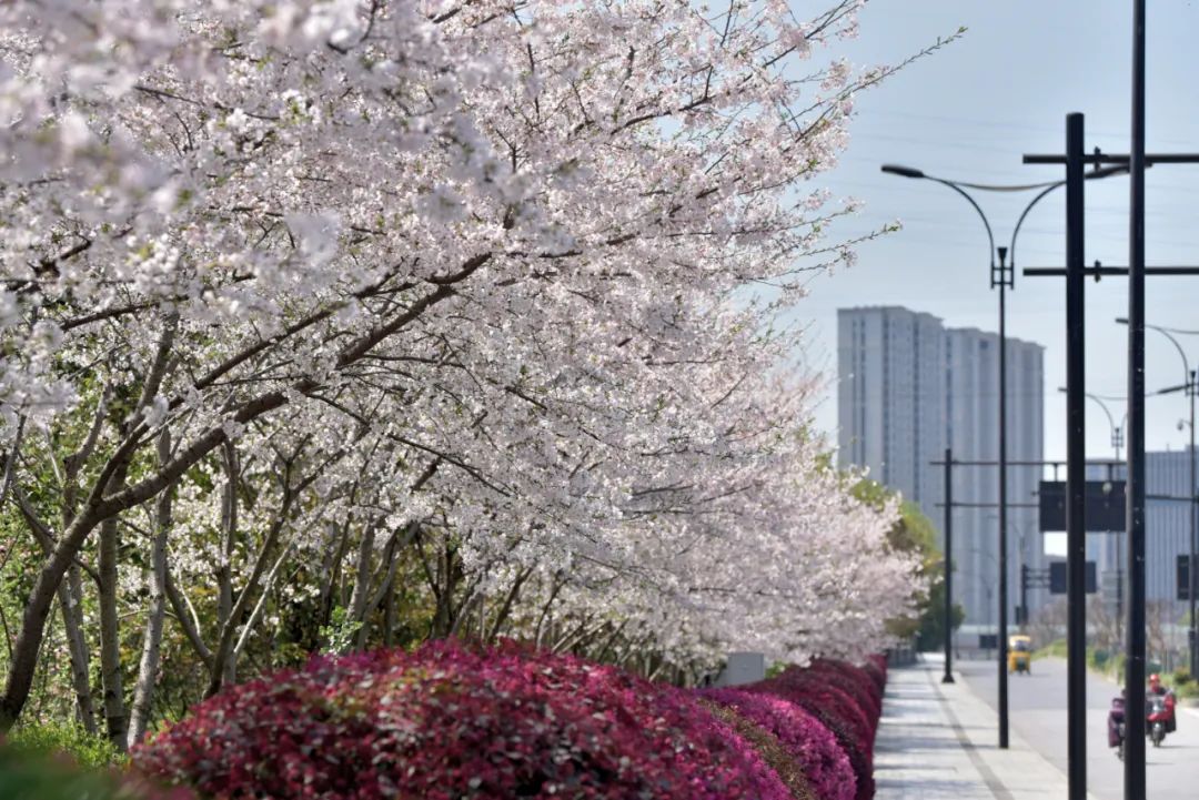杭州空港新天地樱花图片