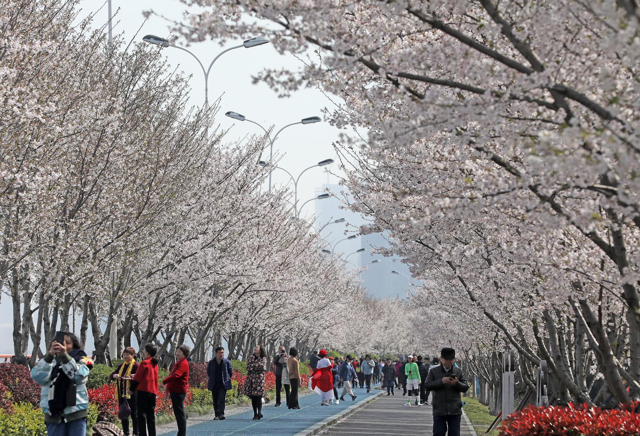 3月23日,杭州钱塘江南岸最美跑道沿线,千余株樱花在阳光下烂漫绽放