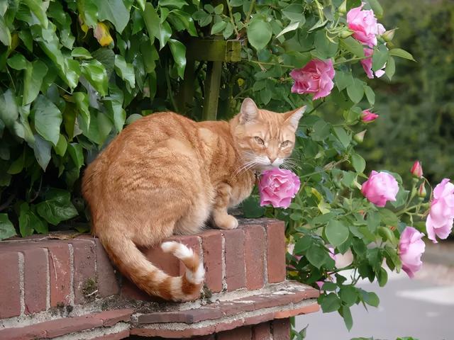让猫咪在花园里慵懒的陪着我们发呆晒太阳.
