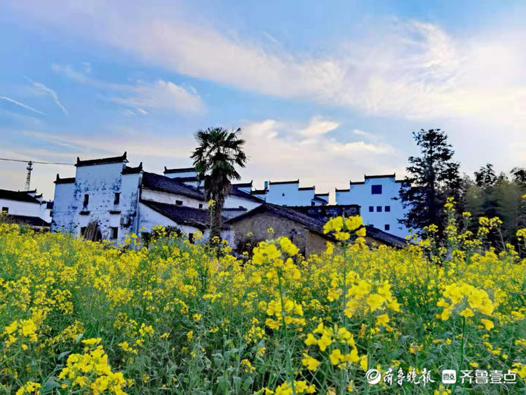 婺源樟村的板凳桥渔夫油菜花风光无限美不胜收