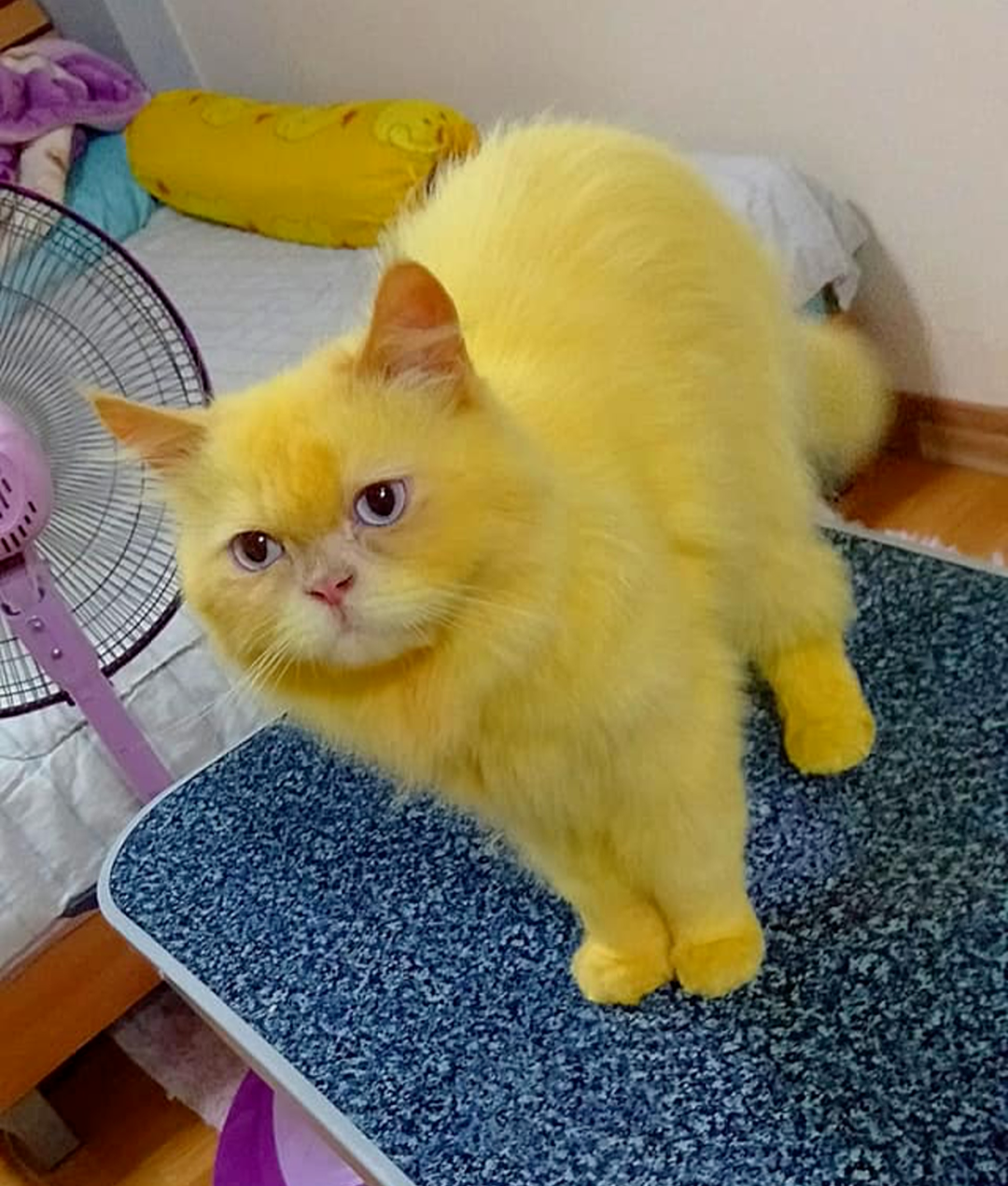 这只被主人染色的猫火了我刚想骂人看完结果啪啪打脸