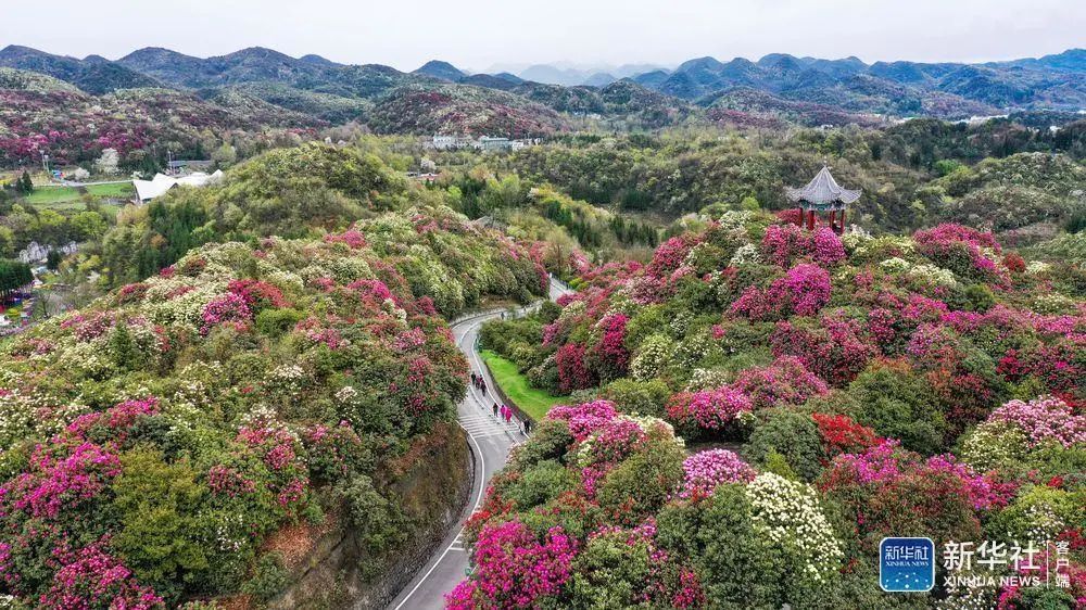 前来观花赏景姹紫嫣红的杜鹃花海原始杜鹃林进入盛花期百里杜鹃管理区