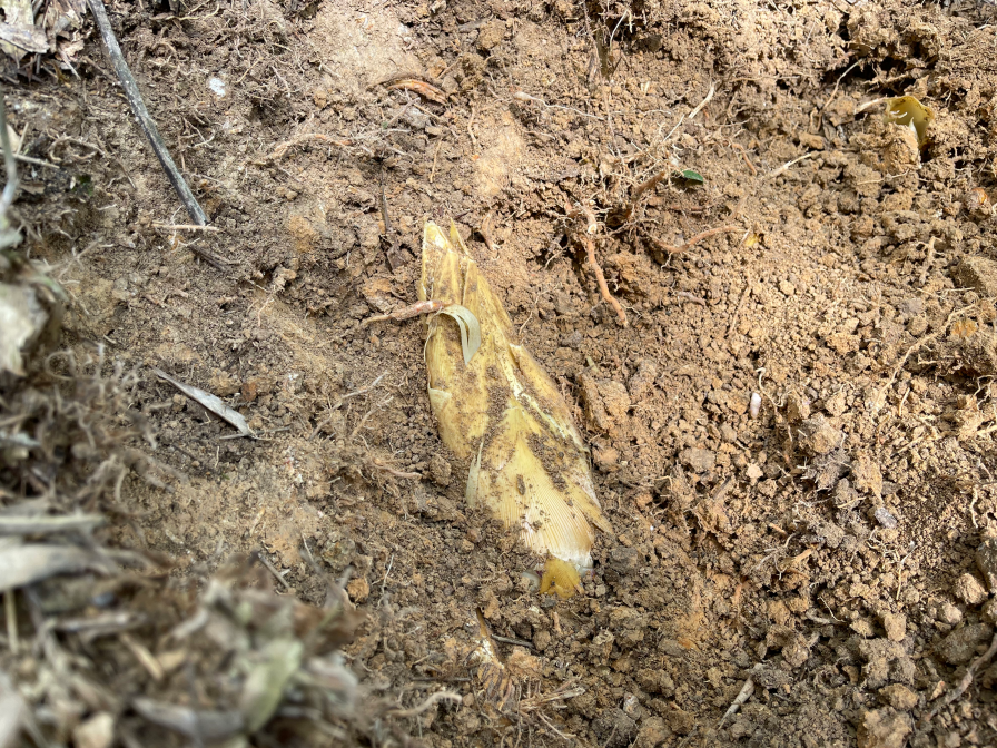 走挖笋去品尝仙居的春天