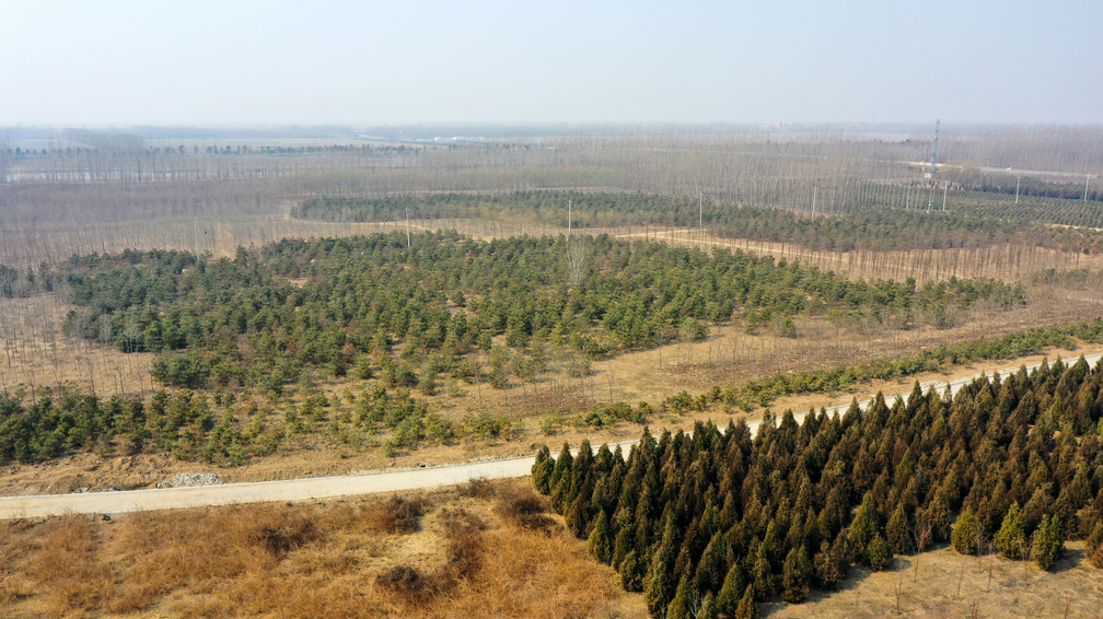 雄安"千年秀林"披绿41万亩