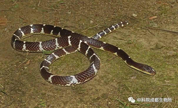 名唤素贞,身携剧毒!中科院成都生物所发现新蛇种