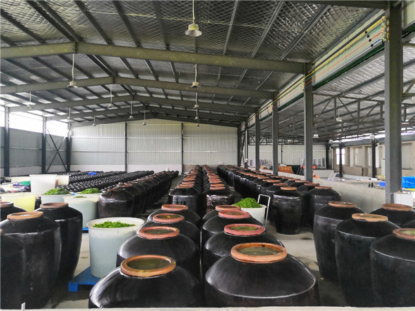 当涂:小菜薹卖出大市场