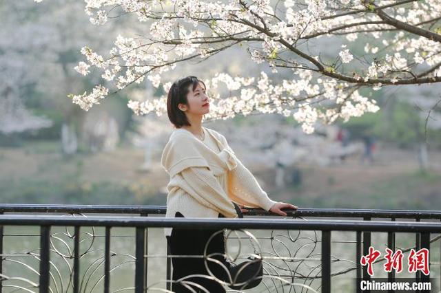 图为一位年轻女孩在樱花树下拍照. 刘力鑫 摄