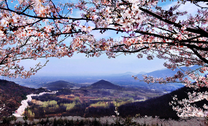 邹平樱花山:赏樱归来不看樱
