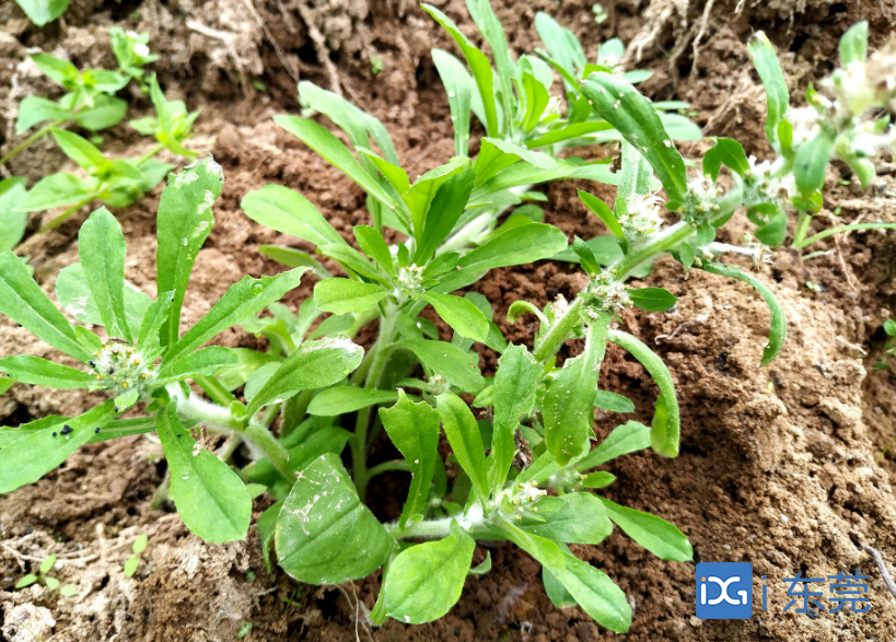 在道滘镇蔡白艾草种植区,嫩绿色的新芽萌出,低矮的艾草像极了覆盖在