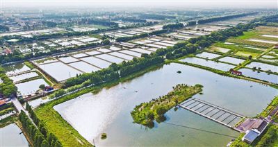 乌镇鱼苗供应——小镇里的渔业变迁