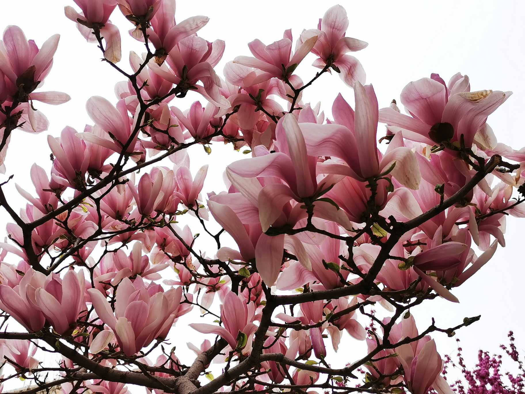 紫玉兰一树粲然