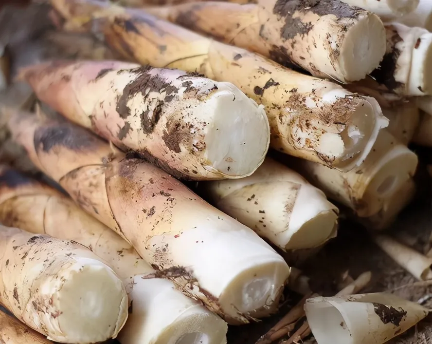 买竹笋选粗的还是细的教你3招竹笋清脆鲜嫩怎么做都美味