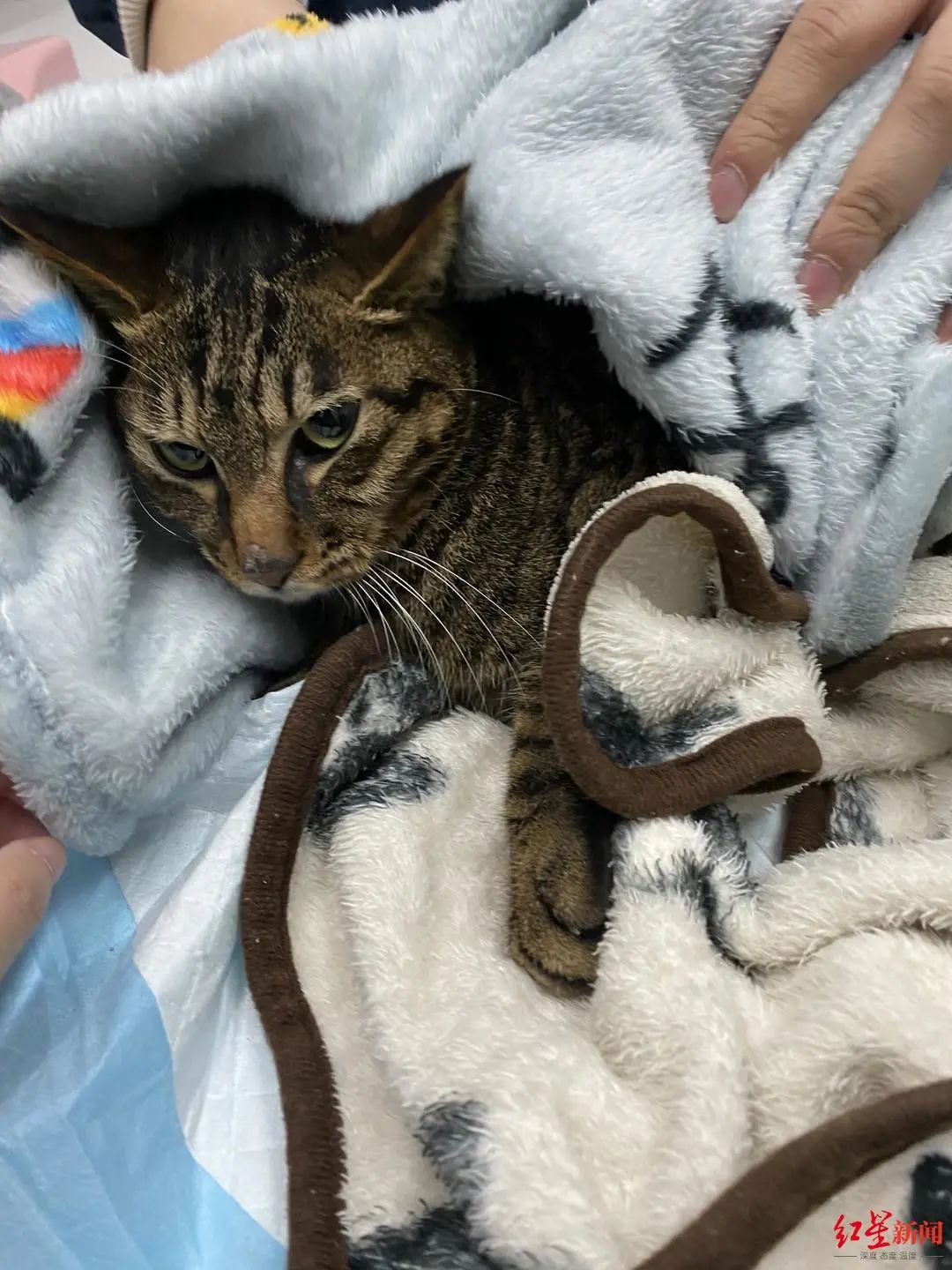 小虎在宠物医院接受治疗