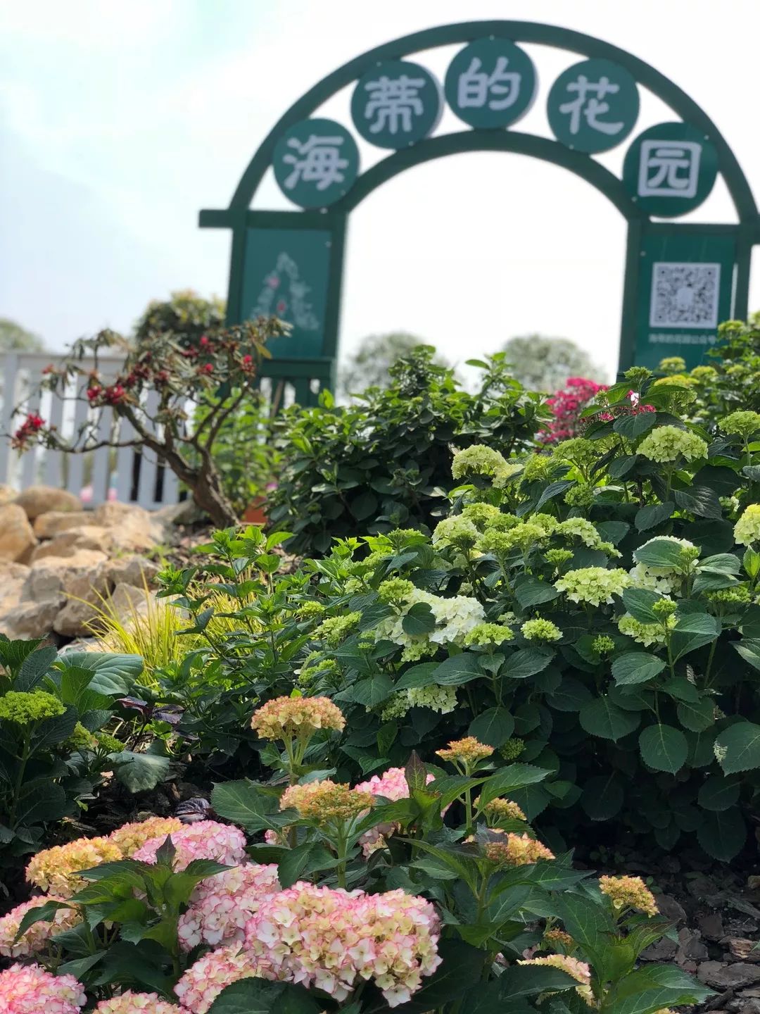 于是,海妈以女儿的名字命名建的一座花园:"海蒂的花园",诞生了.