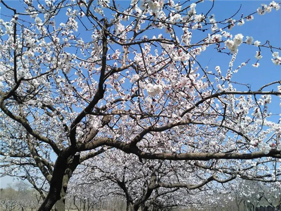 安丘青云山杏花进入盛花期美到让人想恋爱