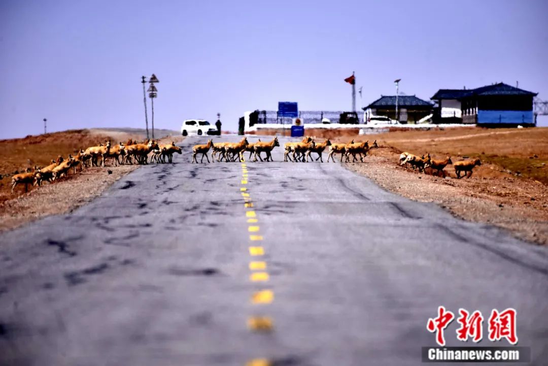 藏羚羊通過青藏公路。孫燕初攝