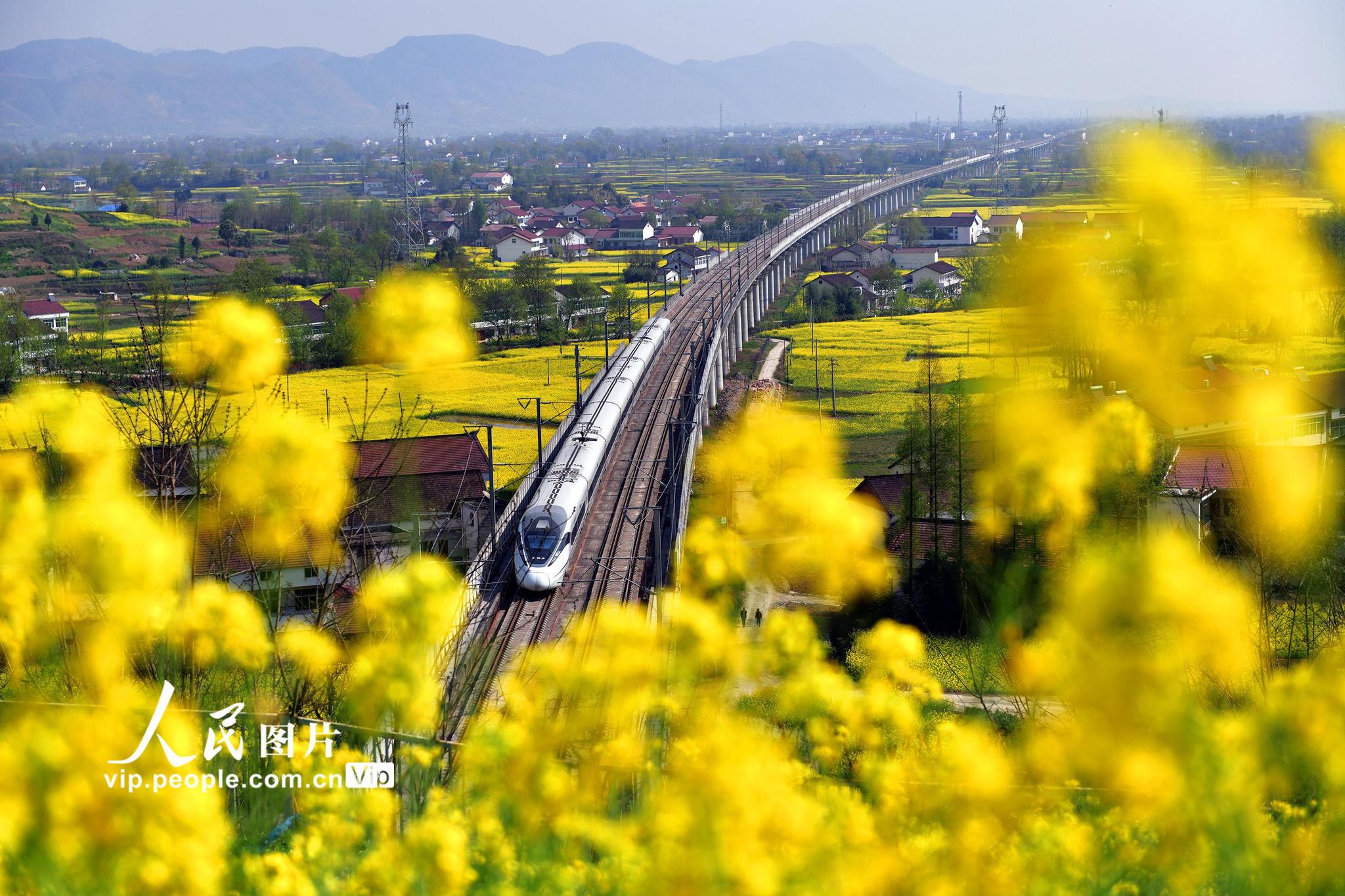 高铁列车在花海中穿行,构成一道亮丽的风景线