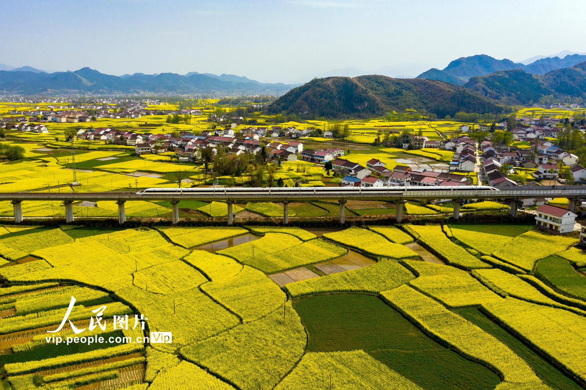 陕西汉中高铁列车穿行花海中