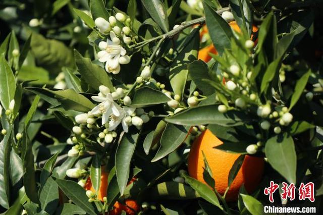 图为奉节脐橙出现花果同树景观. 陆晨晨 摄