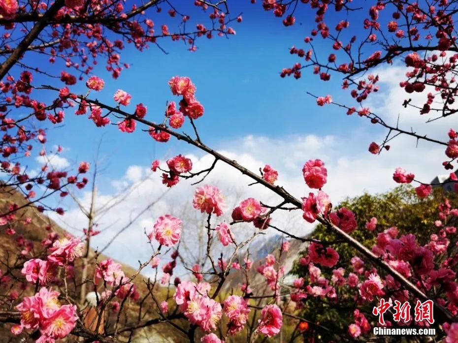 四川汶川春意正濃，紅梅花開。何艷 攝