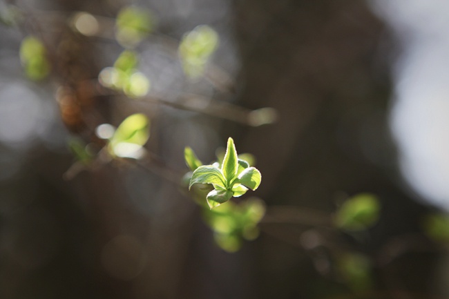 3月24日，北京的树木已经萌发绿叶。（图/中国天气网 王晓）