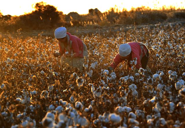 图为拾花工在新疆库尔勒胜利棉业有限公司棉田采摘棉花.新华社发