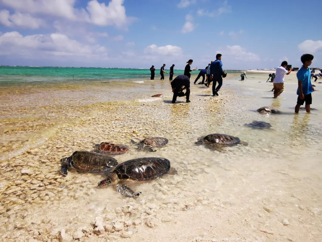 位于祖国南端的南海西沙群岛不仅风光旖旎,也是热带海洋生物的天堂.