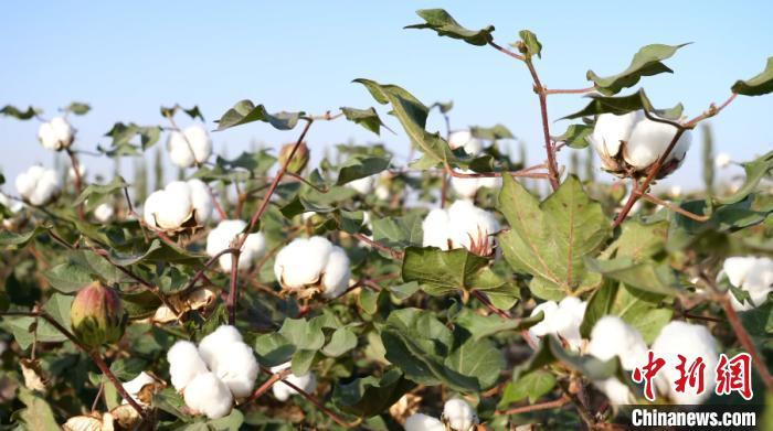 新疆棉花资料图。热孜万古 摄
