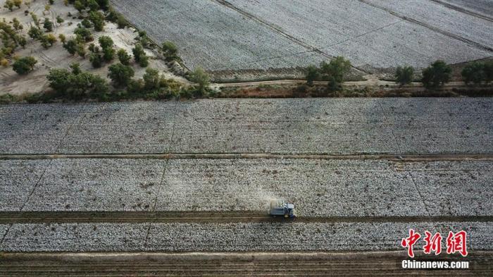 新疆生产建设兵团第二师31团9连农户在机采新棉。确&middot;胡热 摄