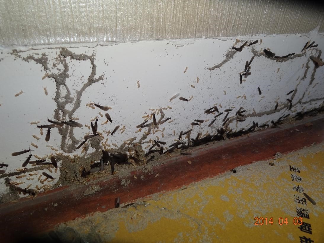 成都进入白蚁分飞期 白蚁有哪些危害?如何预防?