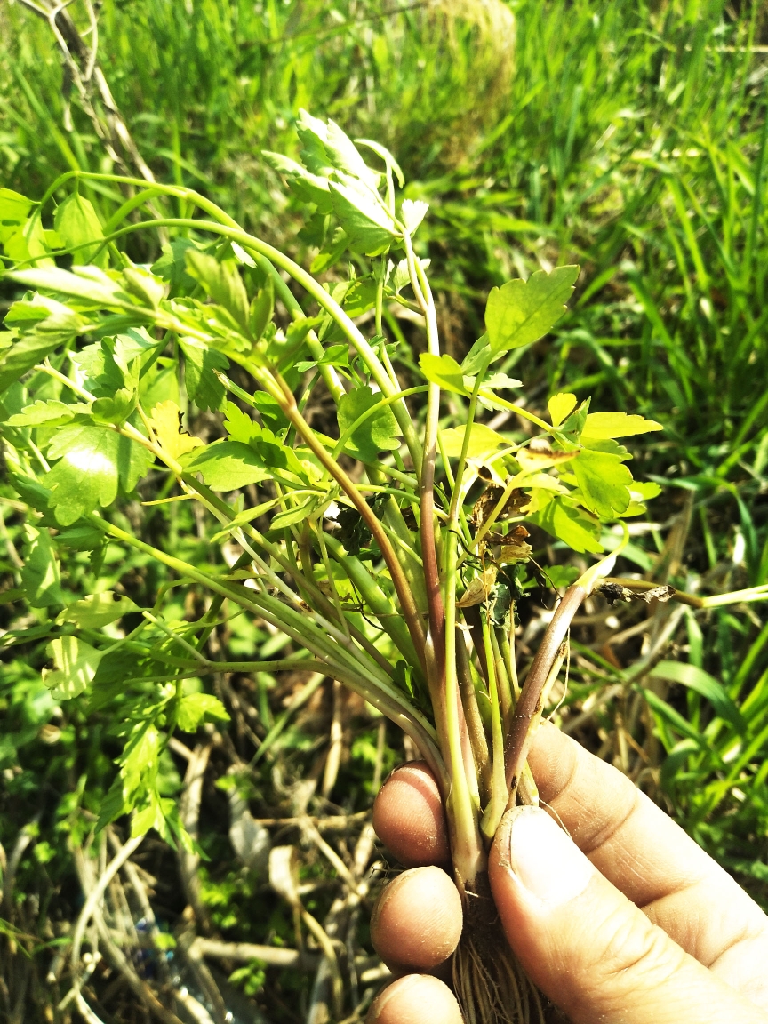 安"噌噌"生长 这份"野菜谱"教您正确吃草