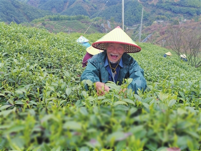"高山大佛龙井开采仪式在海拔600多米的小将镇乌牛岗家庭农场茶园举行