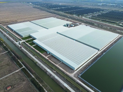 崇明有个植物工厂