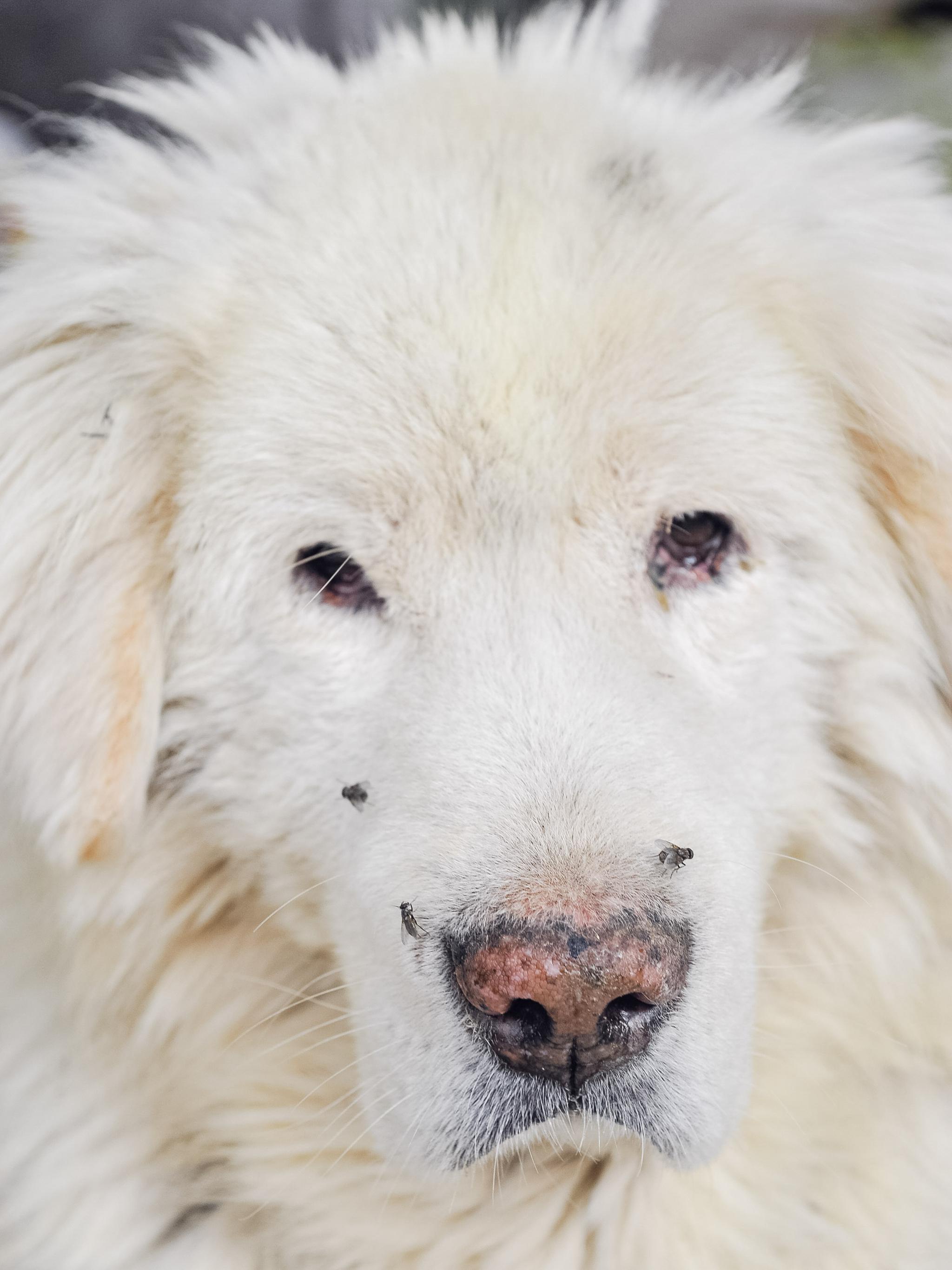 在城市凝视狗的时刻|身边的动物