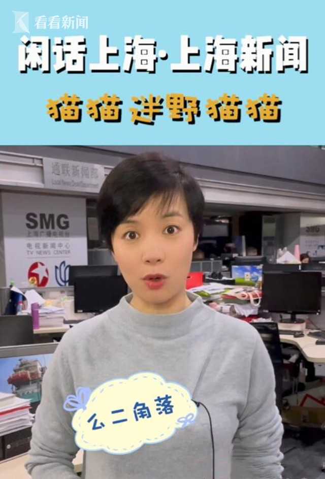 闲话上海·上海新闻丨猫猫躲猫猫