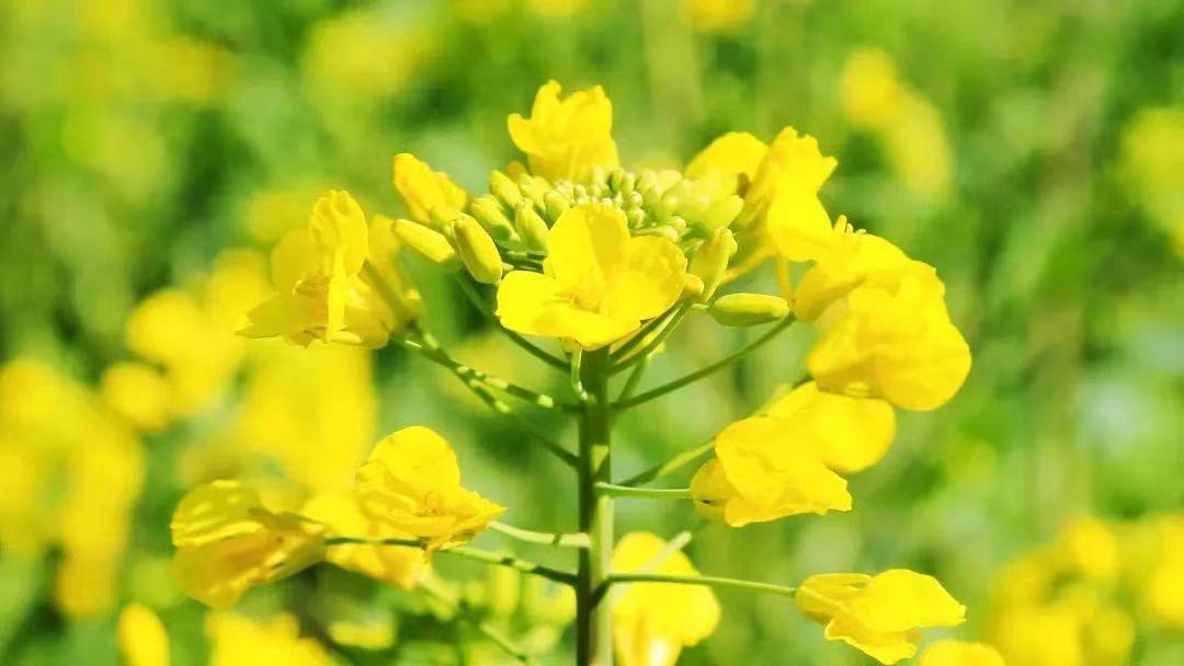 七宝这里的油菜花明媚了烟雨三月