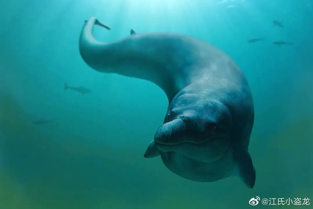 巴基斯坦|鲸鱼|哺乳动物_新浪新闻