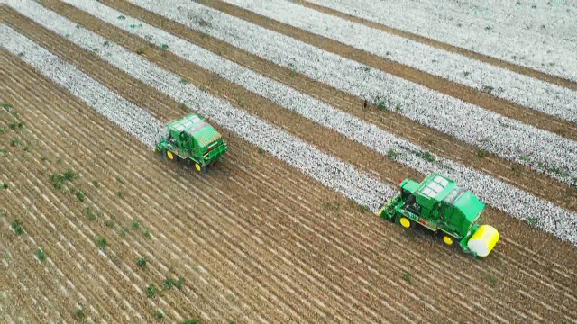 ▲采棉机在新疆天山北坡产棉大县进行高效采棉作业。来源：新华社