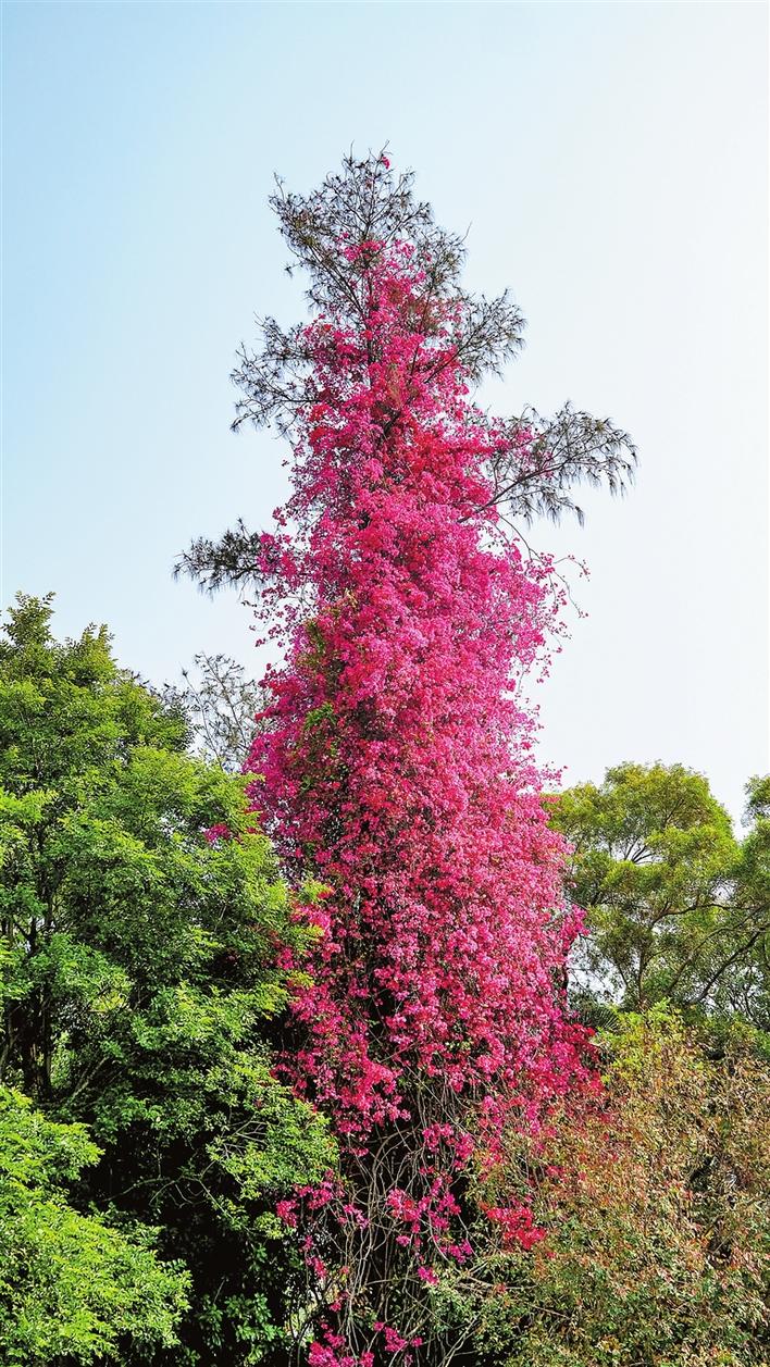 超10米簕杜鹃"花王"惊艳鹏城