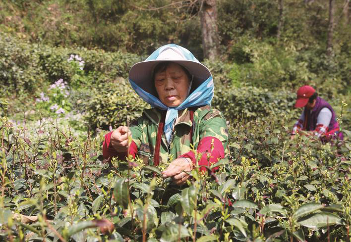 南通军山茶开始采摘