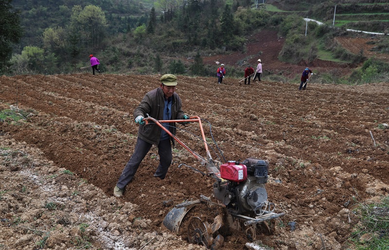 重庆彭水:3000亩致富辣椒备栽忙