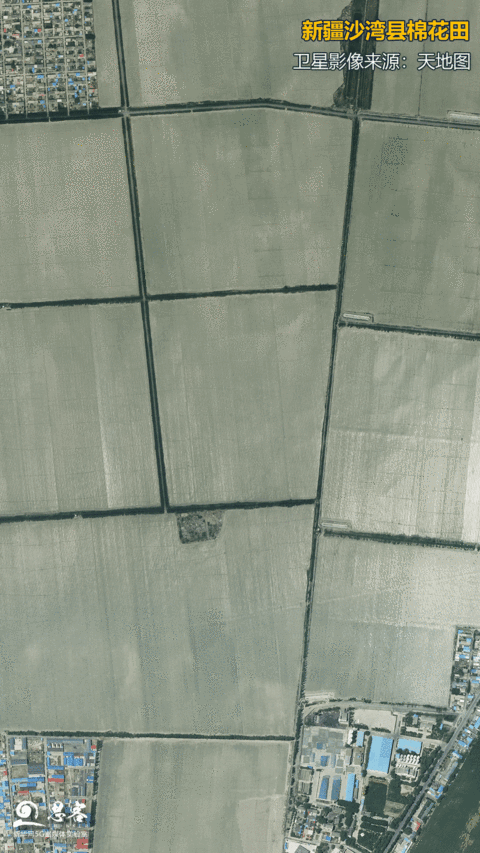 　　图为新疆沙湾县棉花田。在卫星信号导航下，精准种植出的棉花笔直且行距均等，场面蔚为壮观。卫星影像来源：天地图