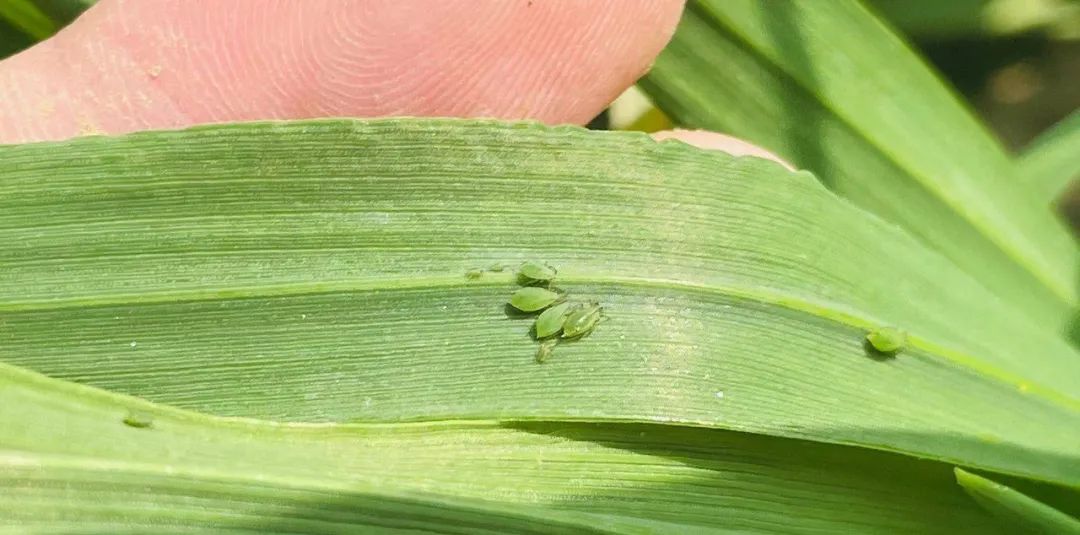 冬小麦春季管理很关键!想要高产,稳产,这些工作得做好!|小麦|根系|田