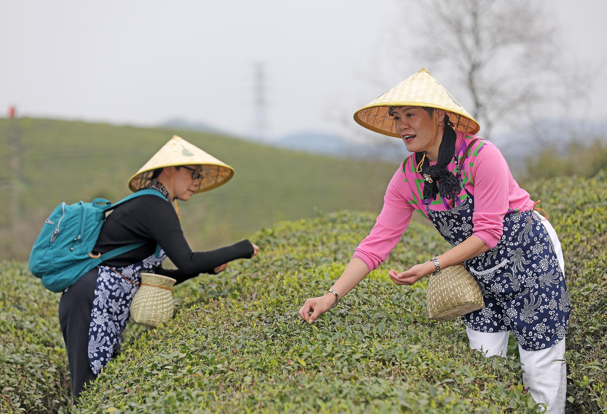 杭州:径山当"茶农" 感受茶文化