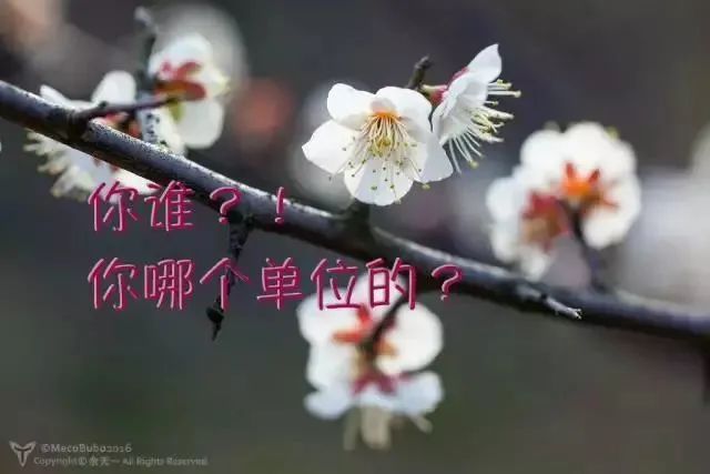 又到了樱梅桃李梨杏海棠盛开的季节，“脸盲”吗？