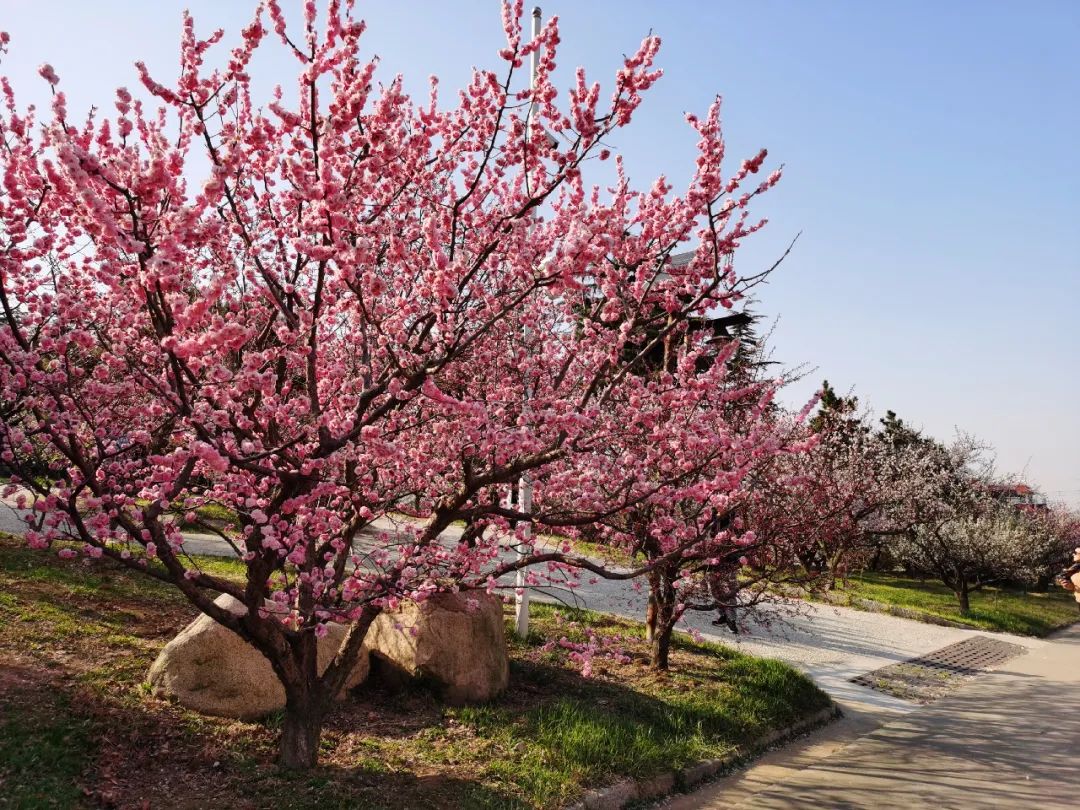 十梅庵梅花盛放!双人票免费送!|青岛_新浪新闻