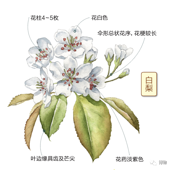 开花时可见叶,叶卵形,边缘具齿及芒尖;伞形总状花序,花具明显花梗