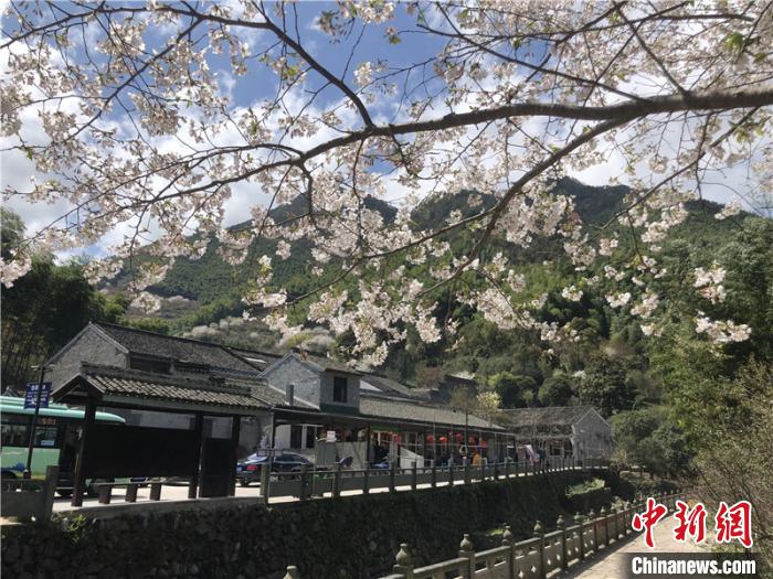 栖霞坑村樱花盛开. 林波 摄