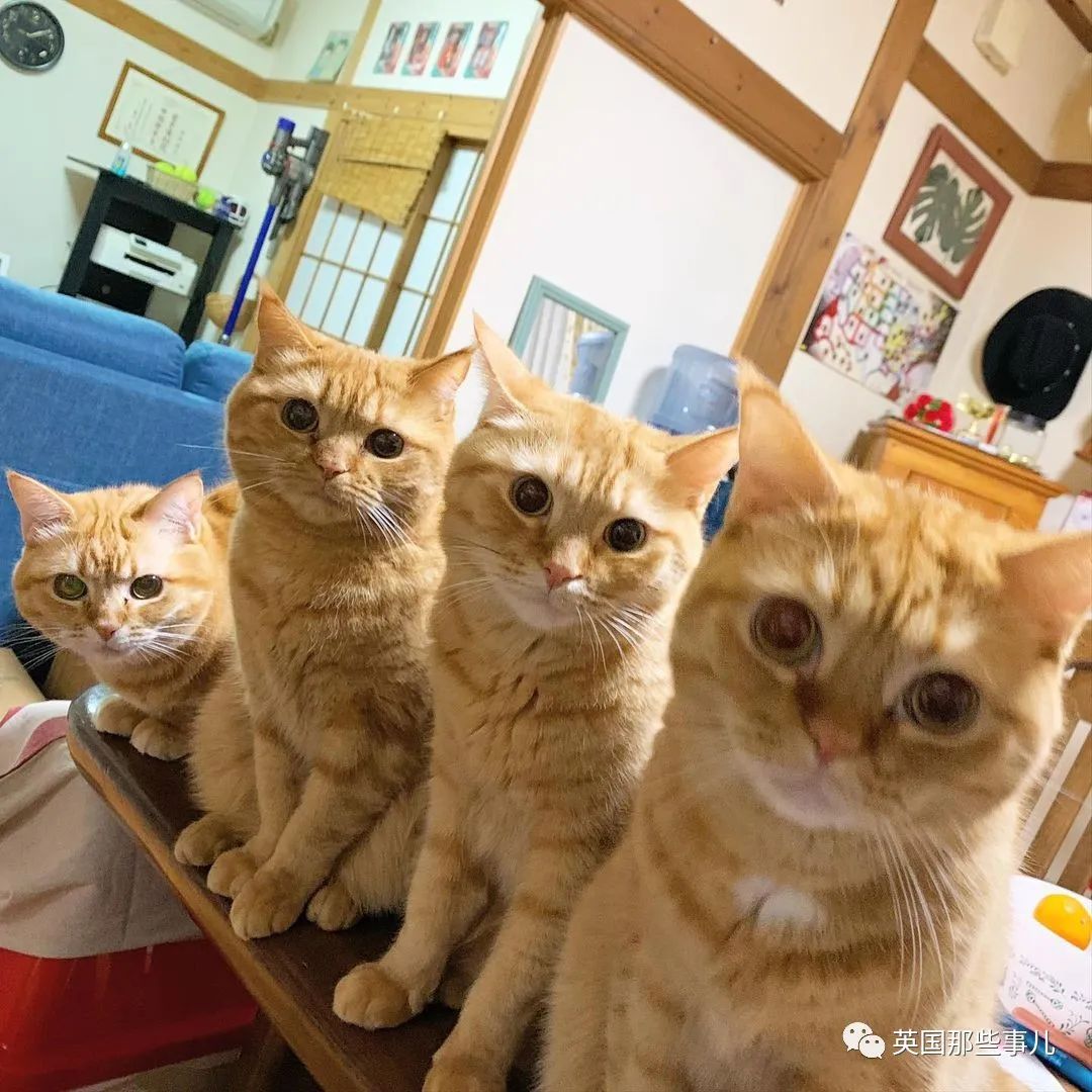 大户人家养5只橘猫铲屎官的日常像被后宫压榨干的皇帝